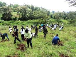 tree planting exercise